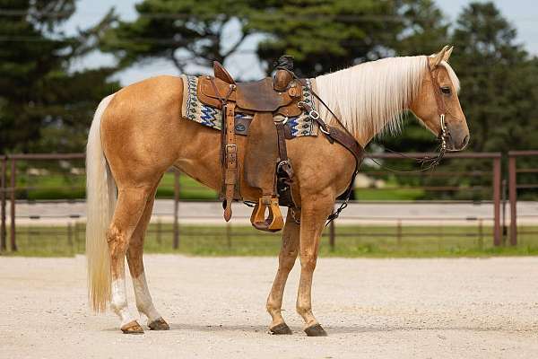 ranch-work-quarter-horse