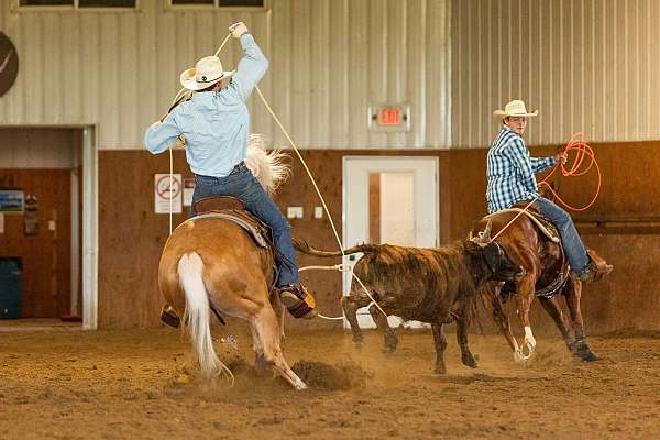 show-quarter-horse