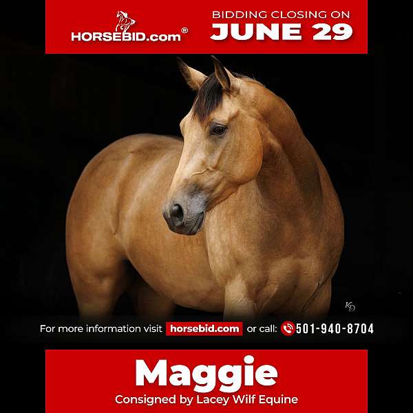 all-around-quarter-horse