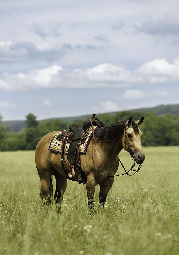athletic-quarter-horse