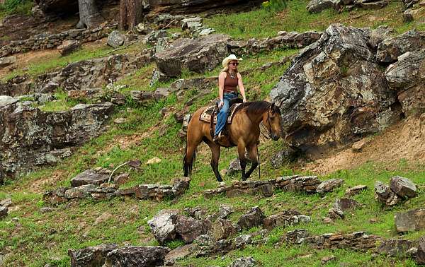 calf-roping-quarter-horse