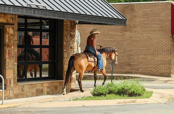 performance-quarter-horse