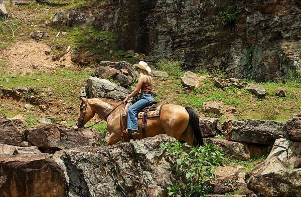 ranch-quarter-horse