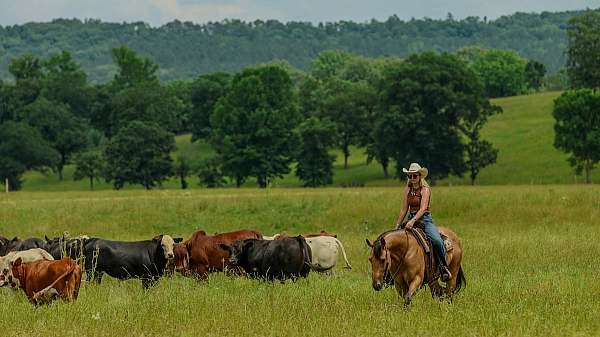 ranch-versatility-quarter-horse