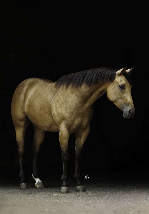 ranch-work-quarter-horse