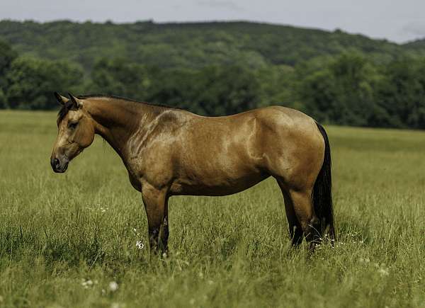 rodeo-quarter-horse
