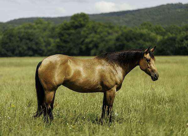 roping-quarter-horse