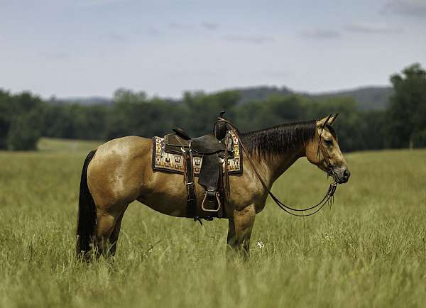 show-quarter-horse