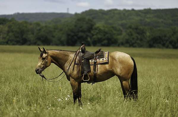 trail-quarter-horse