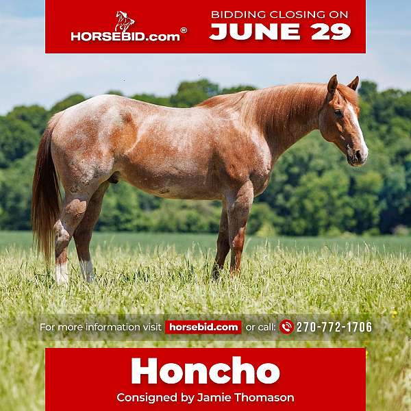 all-around-draft-horse