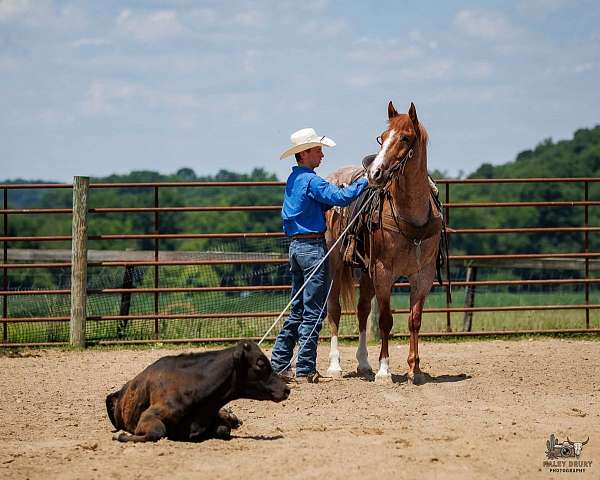 draft-horse