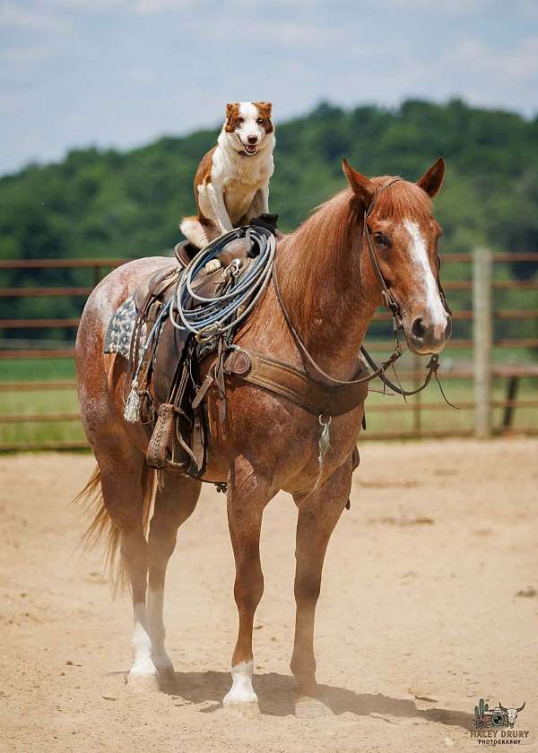 flashy-draft-horse