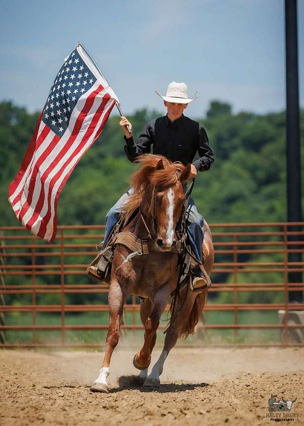 ranch-draft-horse