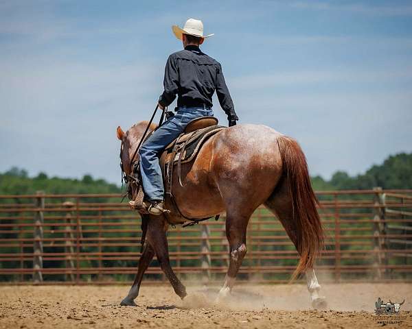 ranch-versatility-draft-horse