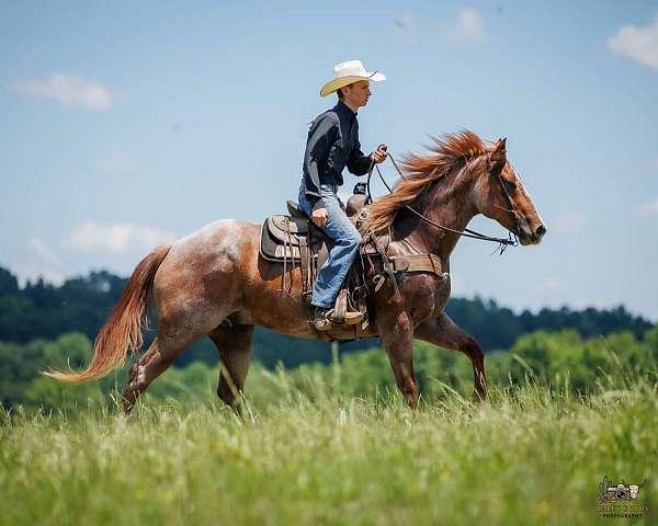 roping-draft-horse
