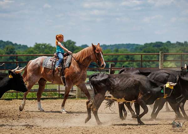 show-draft-horse
