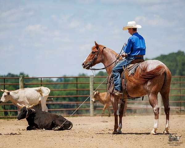 trail-draft-horse