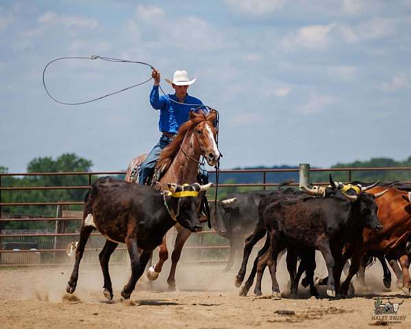 trail-riding-draft-horse