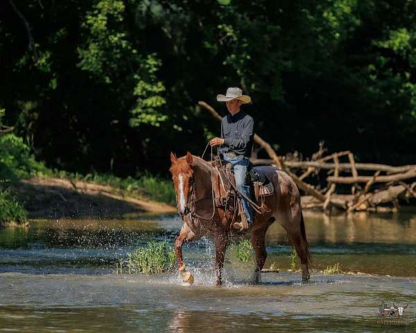 western-riding-draft-horse