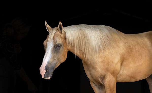 athletic-quarter-horse