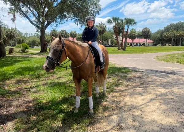 flashy-quarter-horse