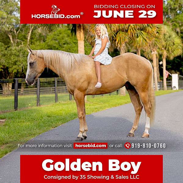 all-around-quarter-horse