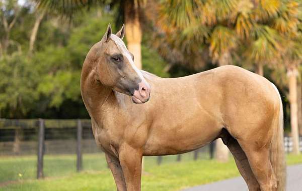 performance-quarter-horse