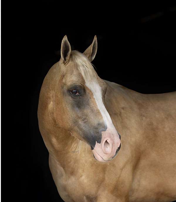 show-quarter-horse