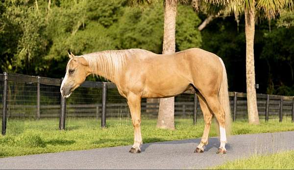 show-hack-quarter-horse