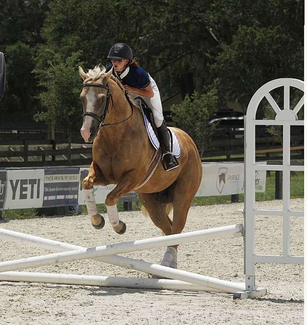 trail-riding-quarter-horse