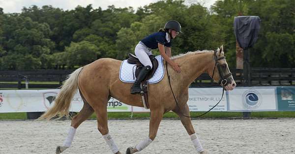 palomino-all-around-horse