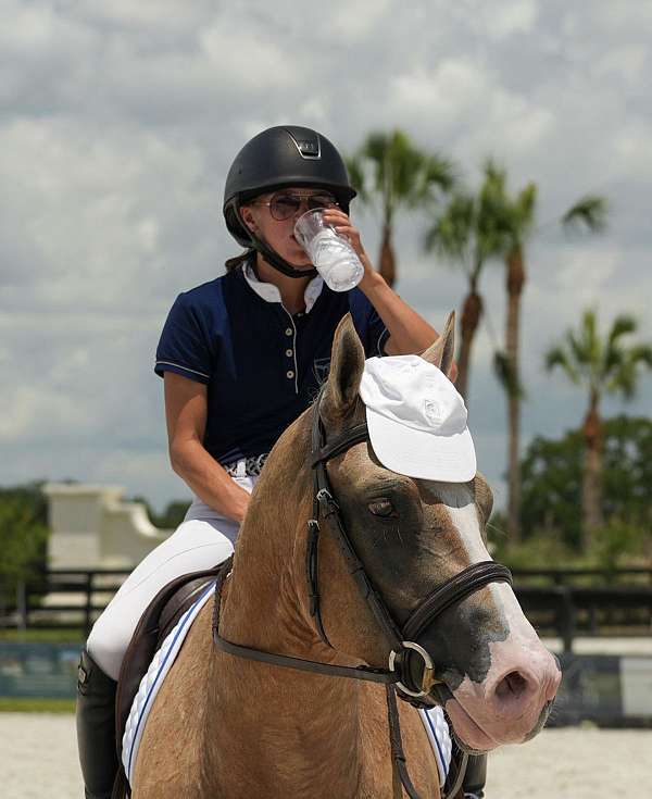 palomino-quarter-horse-gelding