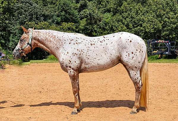 athletic-poa-horse