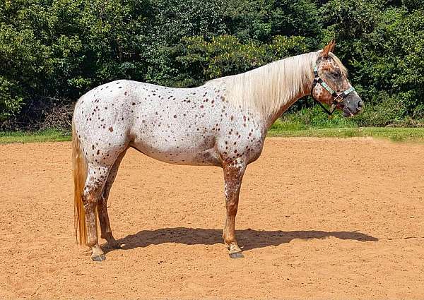 flashy-poa-horse