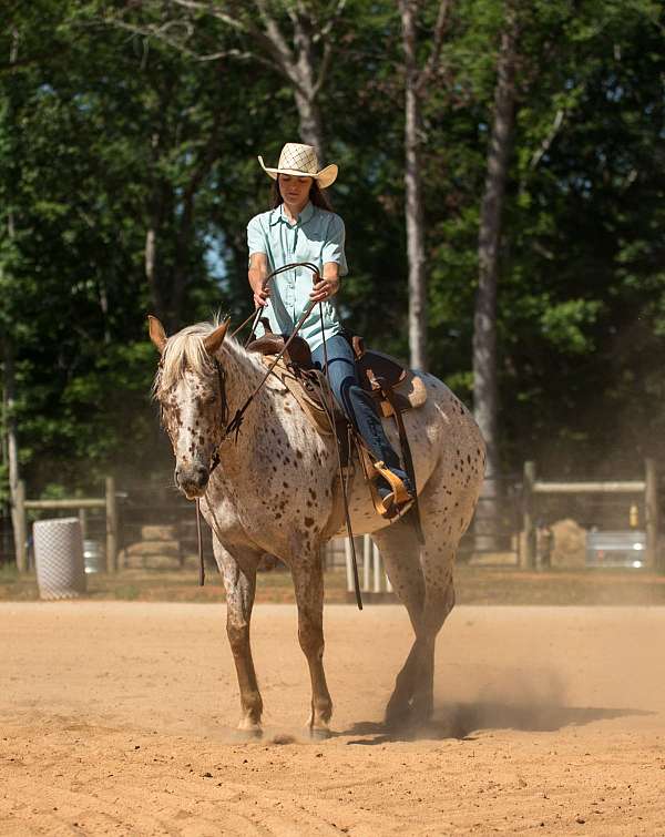 jumping-poa-horse