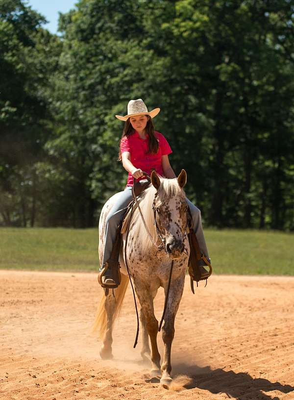 ridden-english-poa-horse