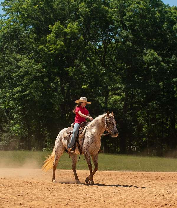 ridden-western-poa-horse