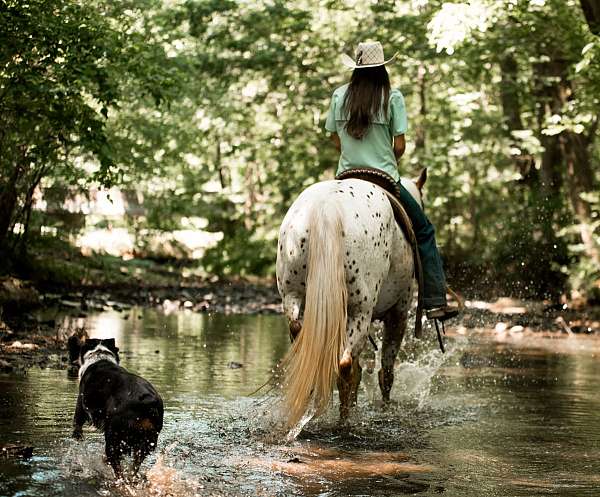 show-poa-horse
