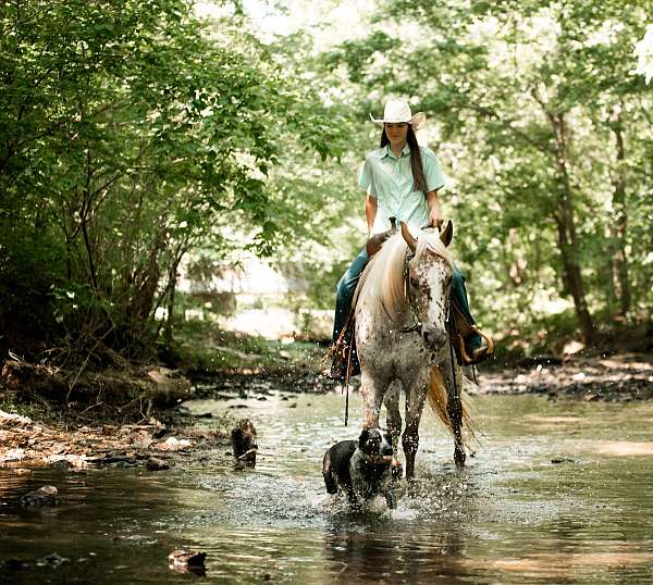 trail-poa-horse