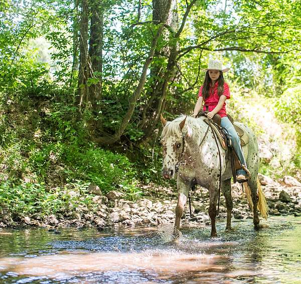 trail-riding-poa-horse