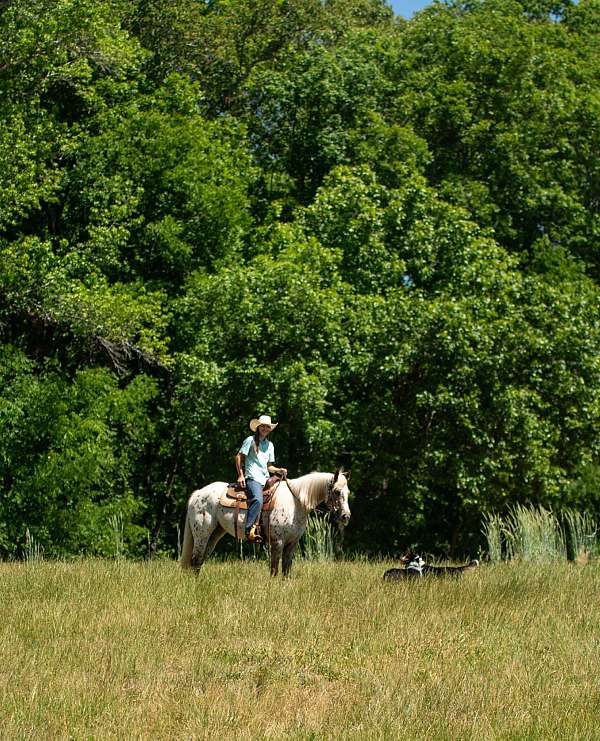 working-cattle-poa-horse