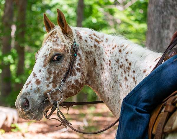 chestnut-all-around-horse