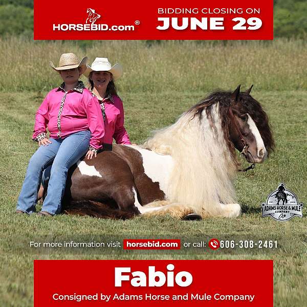 all-around-gypsy-vanner-horse