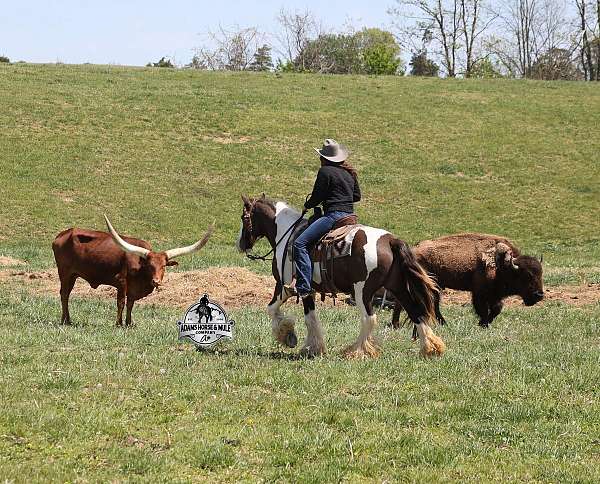 beginner-gypsy-vanner-horse