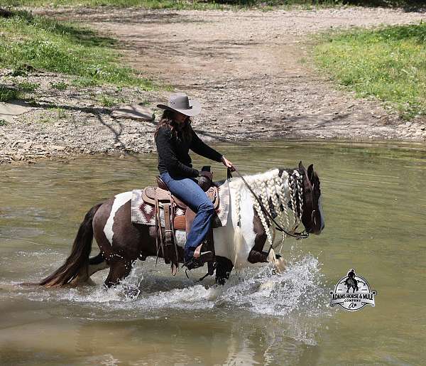 driving-gypsy-vanner-horse