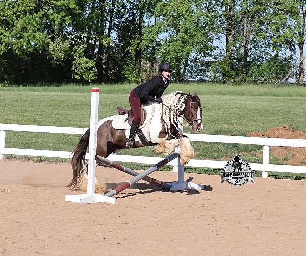 kid-safe-gypsy-vanner-horse