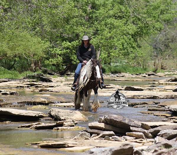 ranch-gypsy-vanner-horse