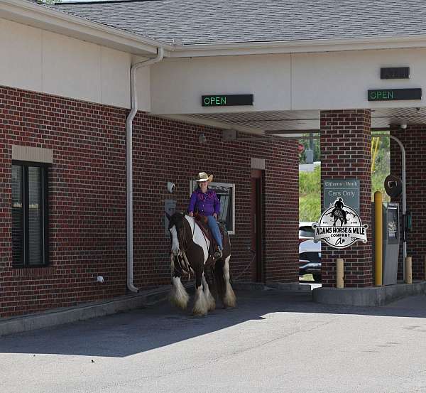 ranch-work-gypsy-vanner-horse