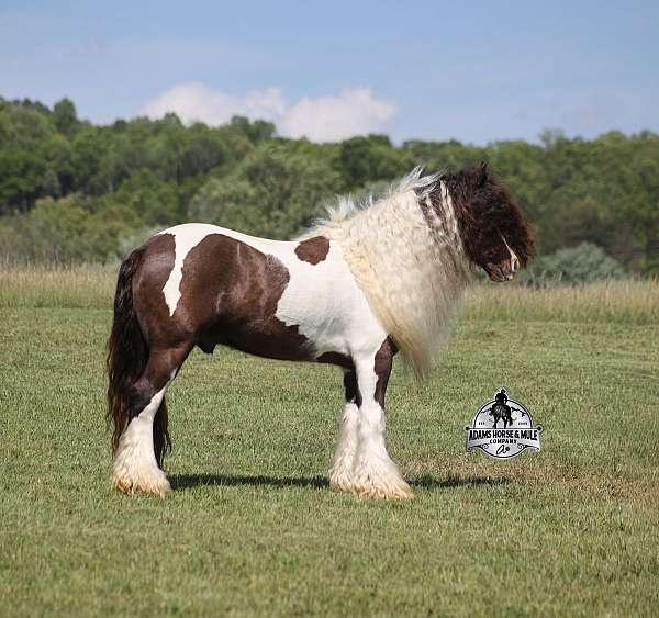 rodeo-gypsy-vanner-horse