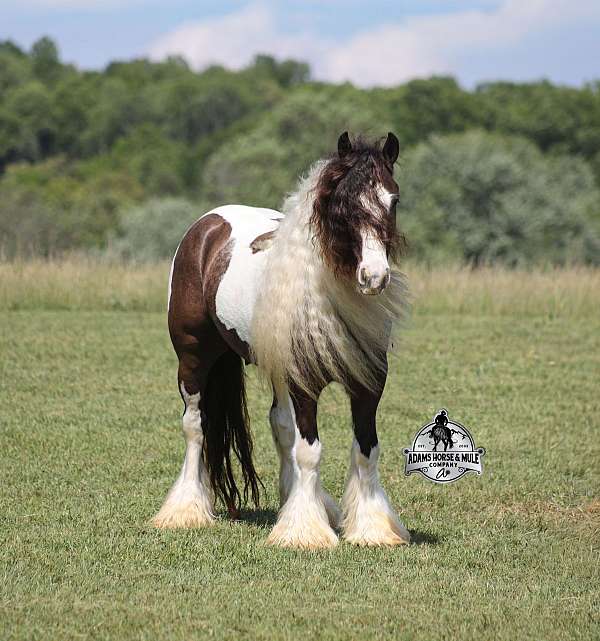 ridden-western-gypsy-vanner-horse